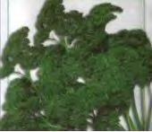 Parsley Herb