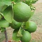 Limes Photograph