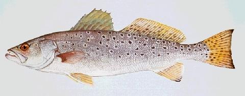 Speckled Trout Picture