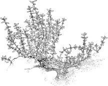 Thyme Picture