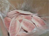Tilapia Fish photo