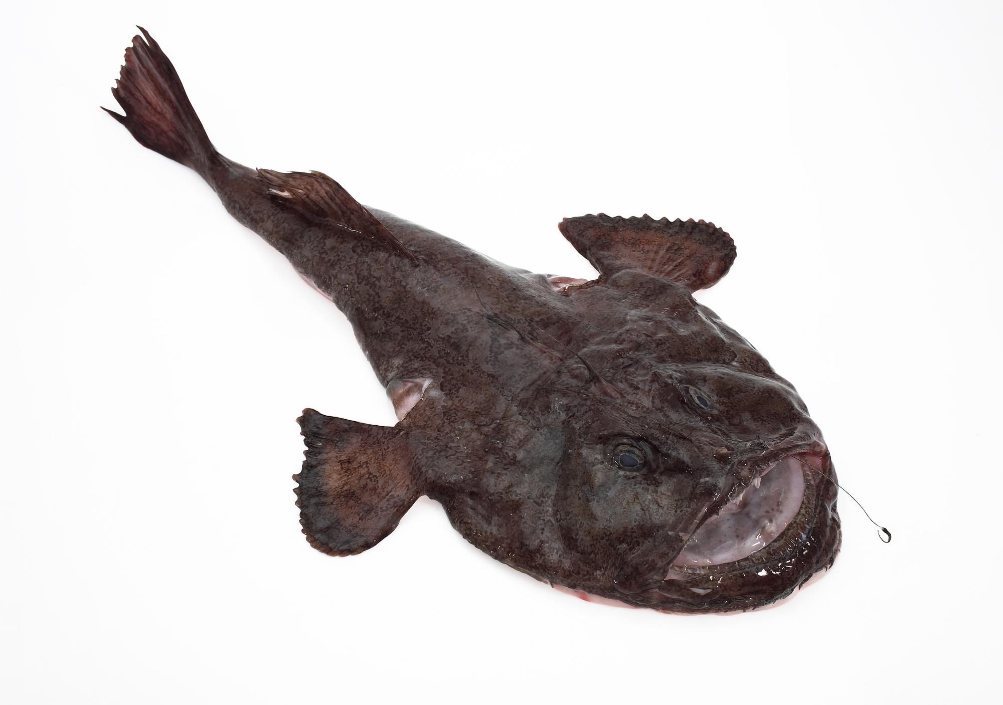 Fresh Monkfish