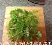 fresh parsley fresh parsley