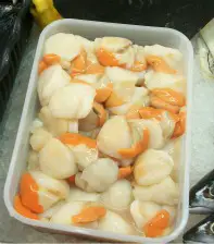 fresh scallops out of the shell fresh scallops out of the shell