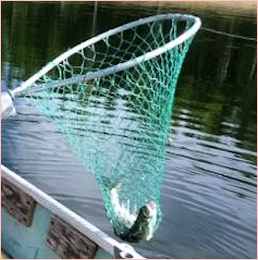 trout in a catch net